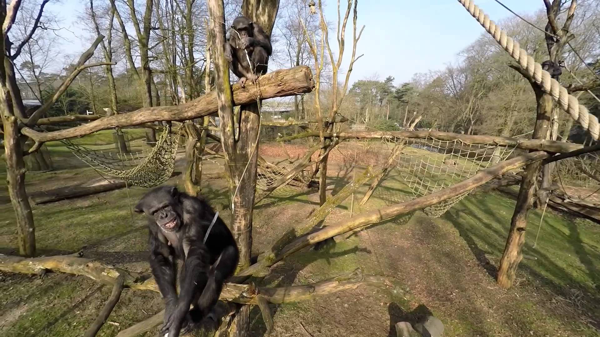 Chimpanzee Takes Down Drone Flying In Ape Enclosure Hi Viral Videos