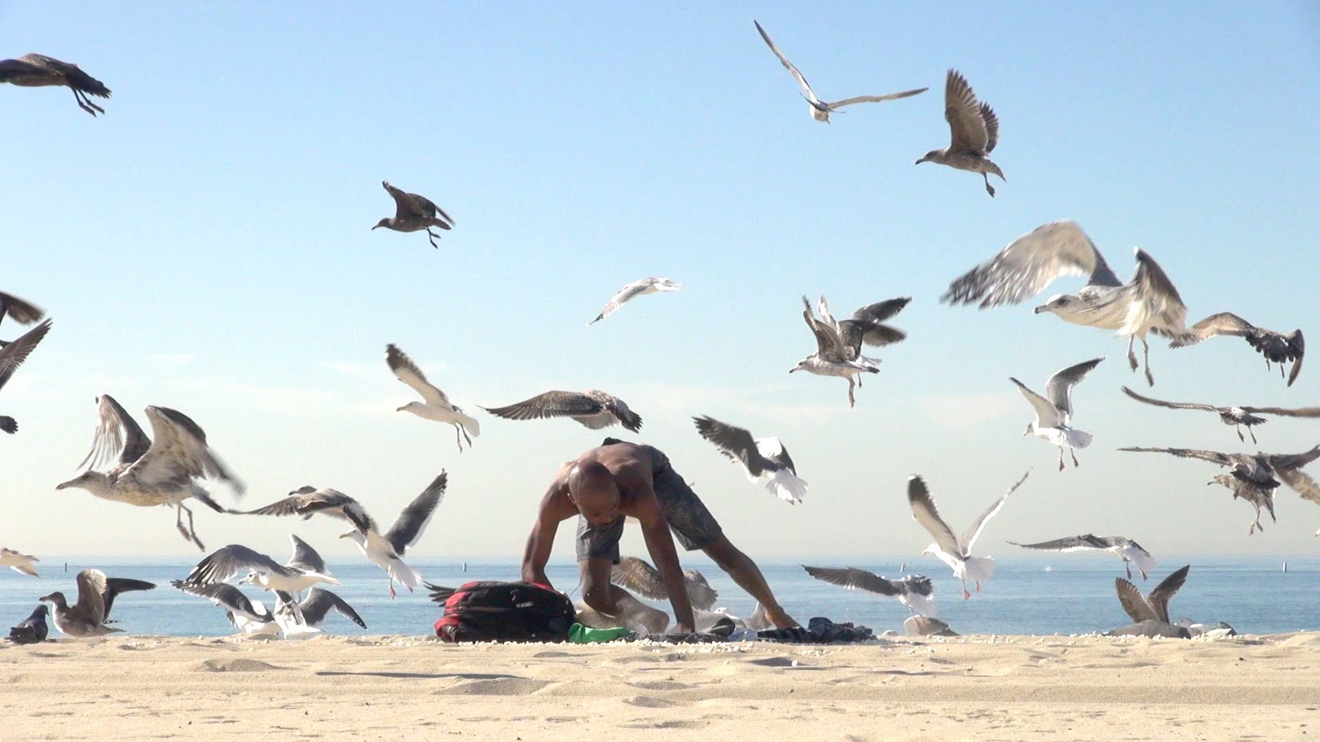 Seagulls Laxative Prank