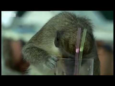 Drunk Monkeys steal alcohol and get pissed!