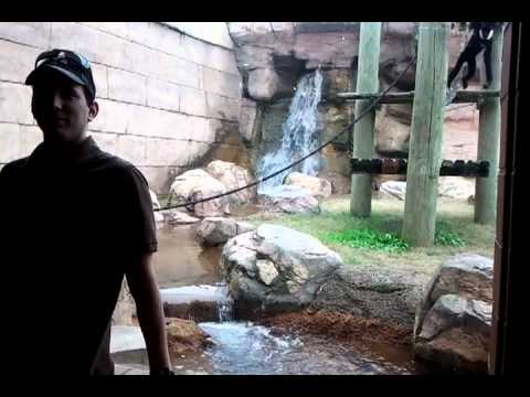 Monkey “attacks” man at the zoo