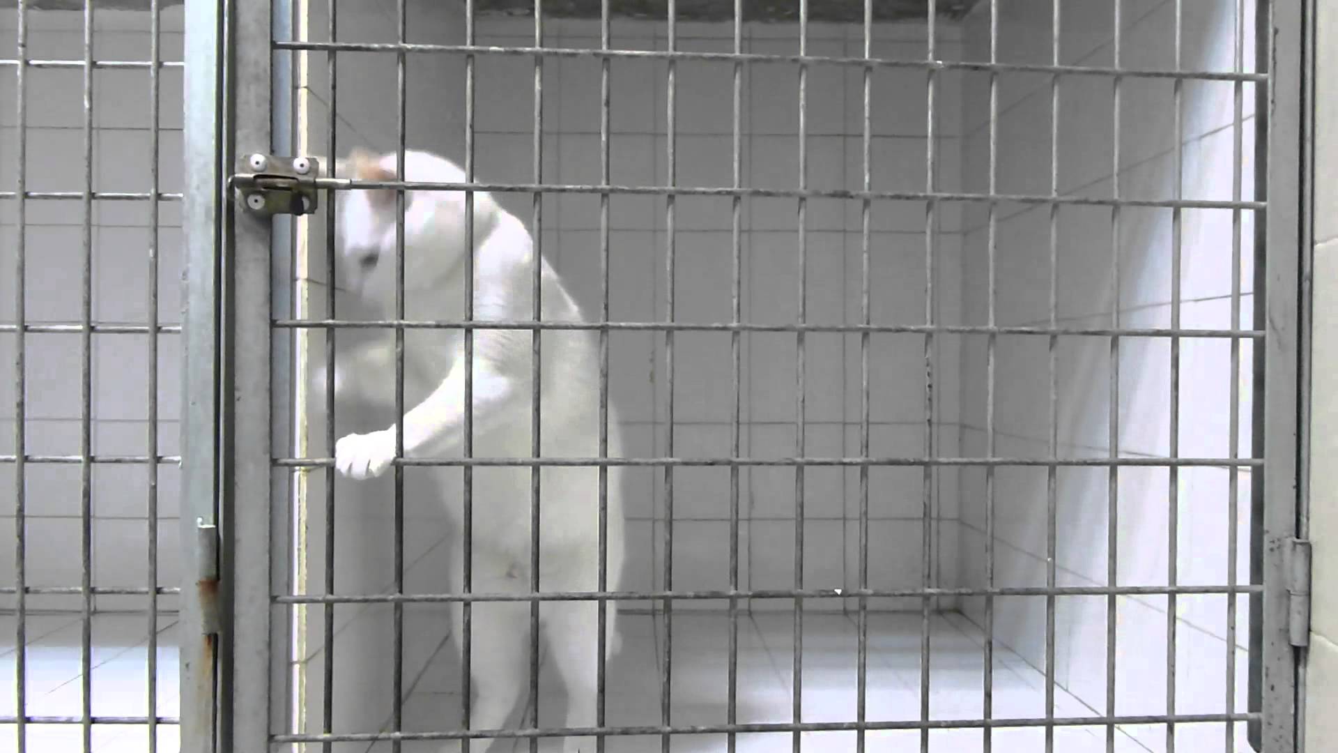 Smart Cat Escapes from Cage