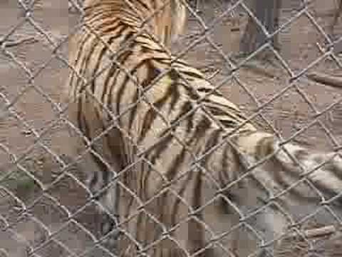 Tigers attack at the zoo!